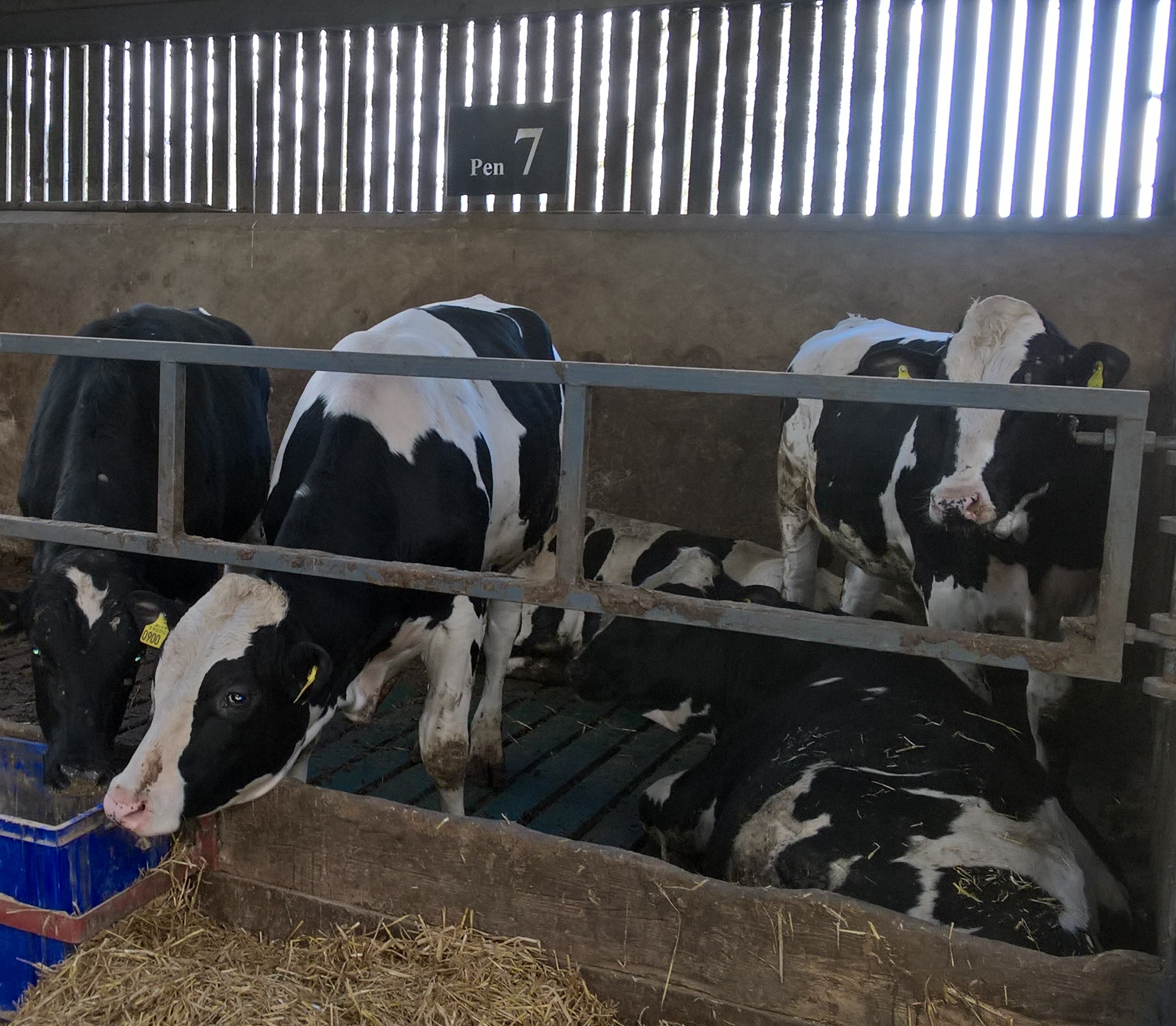 Overlaying slats with rubber - Is it a good option for beef cattle ...